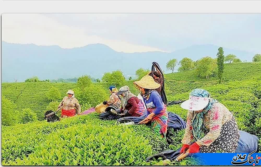 ۹۰ درصد چای کشور در گیلان تولید میشود