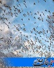 مهاجرت بیش از ٣٠ هزار پرنده مهاجر آبزی و کنار آبزی به پارک ملی خشکی _دریایی بوجاق گیلان