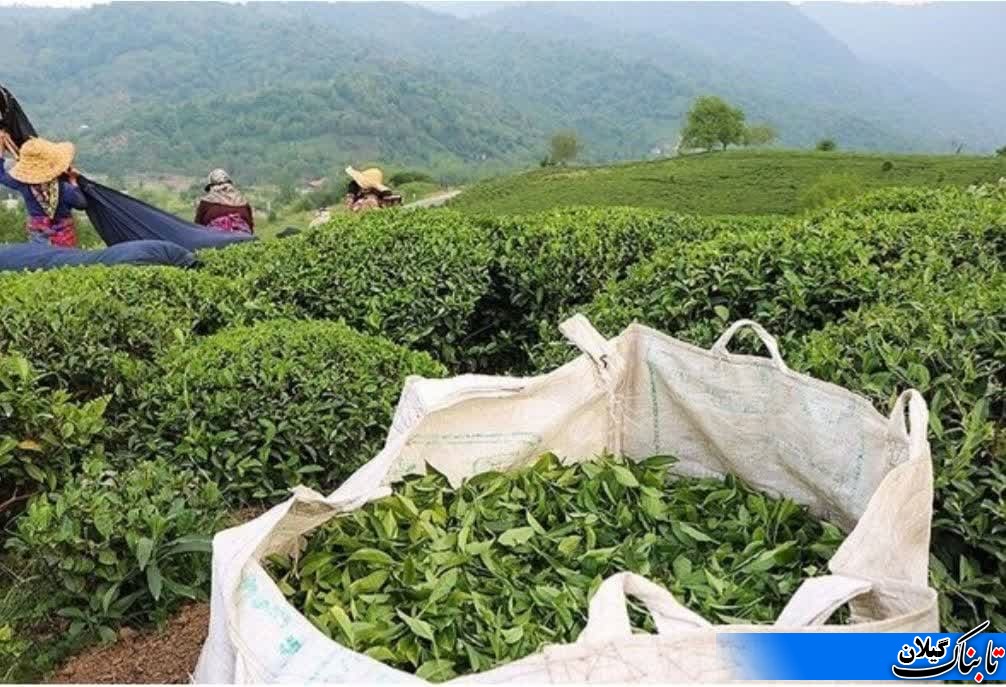 افزایش ۵۷ درصدی نرخ خرید تضمینی برگ سبز چای