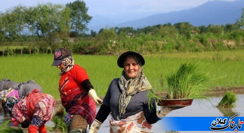 تصاویرنشاء برنج در روستاهای گیلان