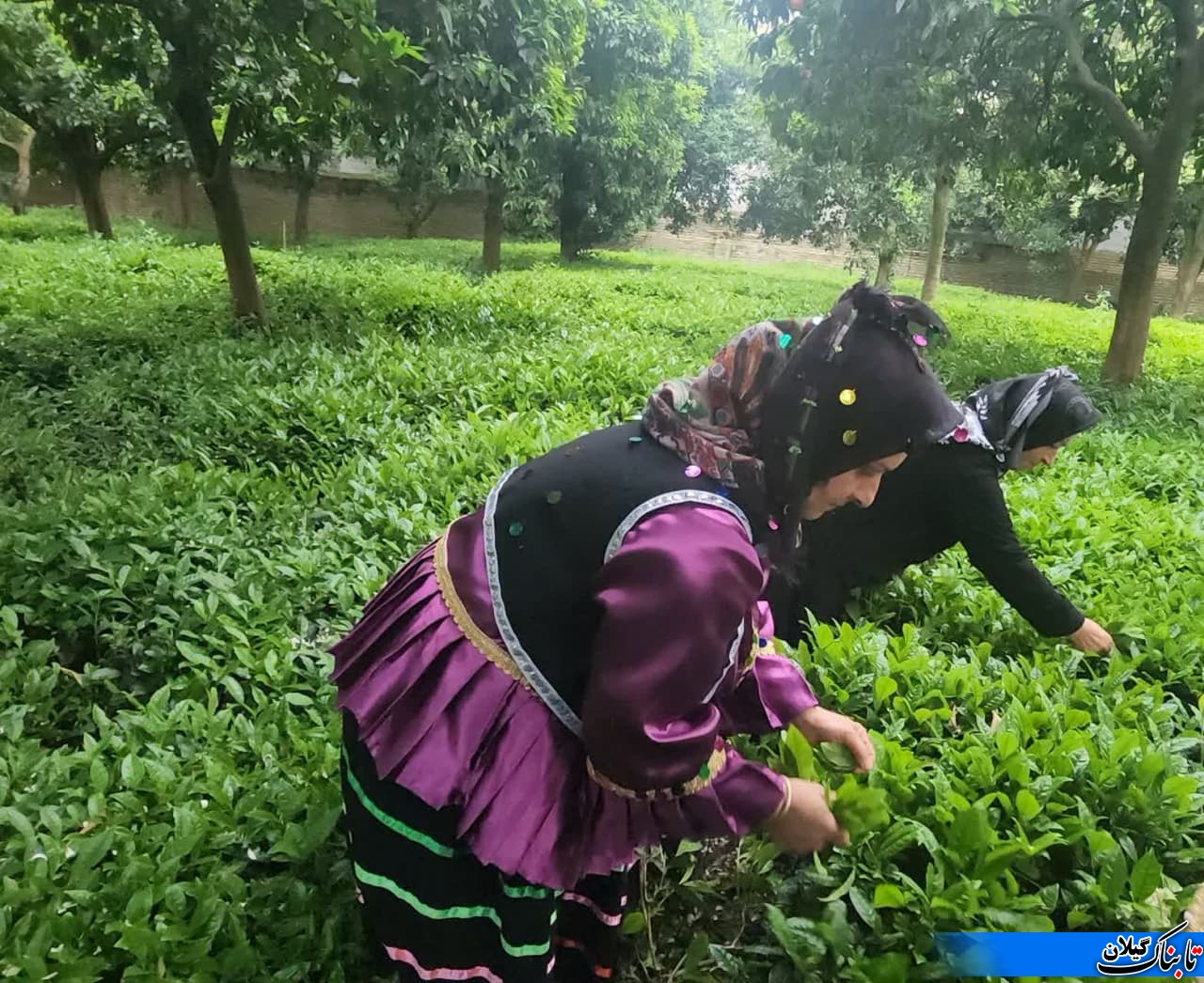برداشت برگ سبز چای در گیلان با حضور نماینده عالی دولت در گیلان آغاز شد که پیش بینی می شود ۳۰ هزار تن برگ سبز چای در این استان تولید شود.