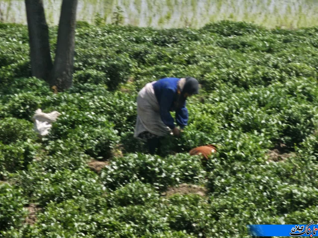 برداشت ۵ هزار تن برگ سبز چای در لنگرود؛ فعالیت ۳۲ کارخانه چایسازی
