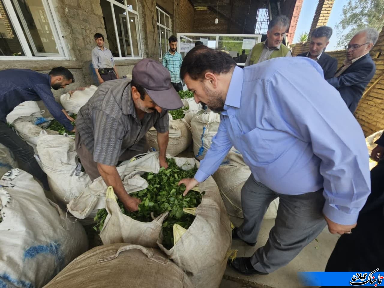 برداشت ۵ هزار تن برگ سبز چای در لنگرود؛ فعالیت ۳۲ کارخانه چایسازی