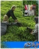 خرید ۳۱ هزار و ۱۷۷ تُن برگ سبز چای از چایکاران شمال کشور