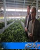 خرید بیش از ۳۱ هزار تُن برگ سبز چای از چایکاران شمال کشور