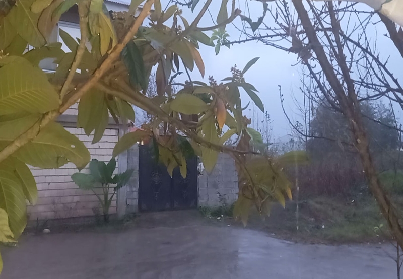 گیلان پس از هفتهها خشکی میزبان باران پاییزی شد + فیلم